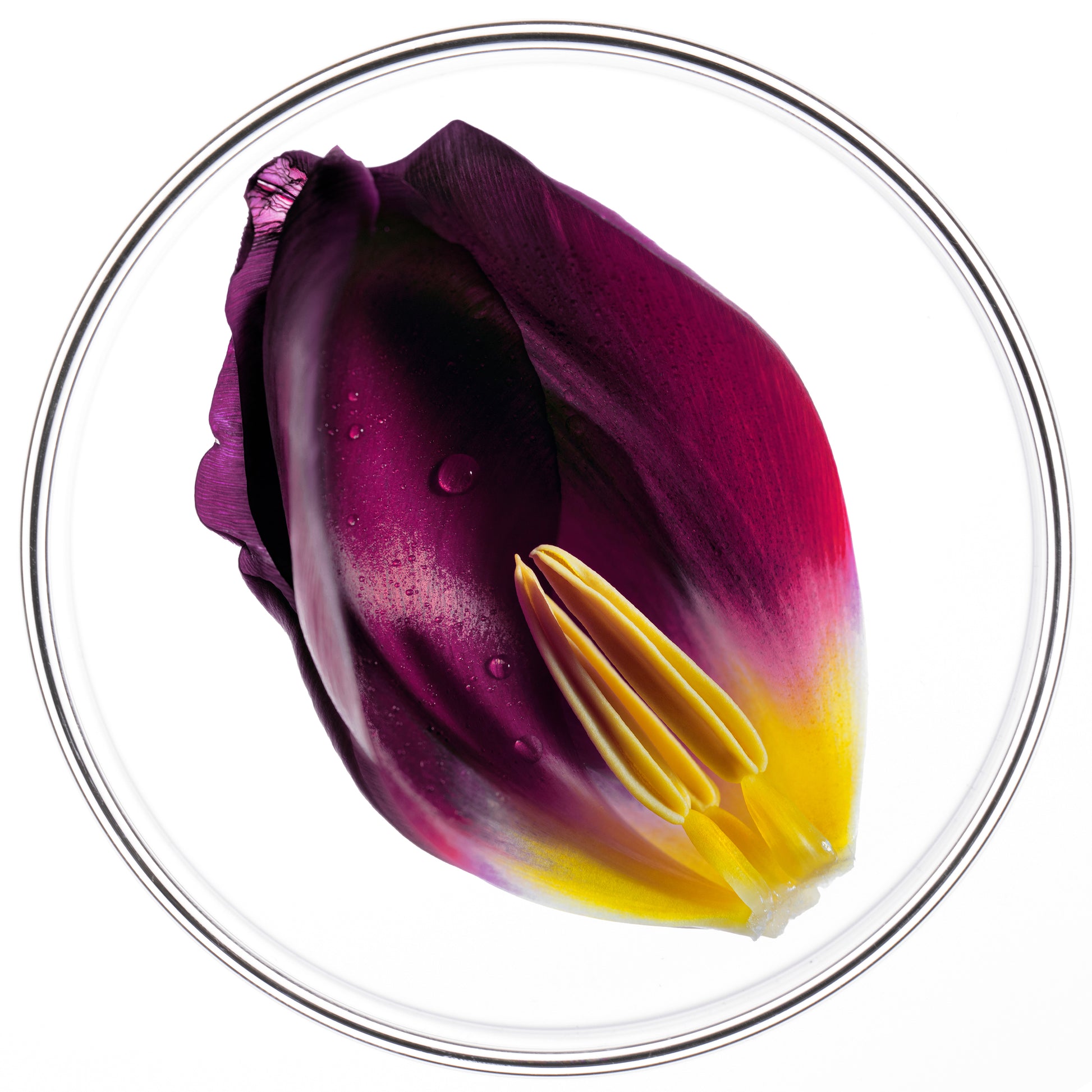 Imagen del producto Phytocyane Tratamiento Anticaída Progresiva Mujer 5Ml de Phyto Profesional